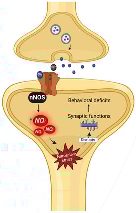 High Levels of Nitric Oxide Lead to Cellular Dysfunction in Brain