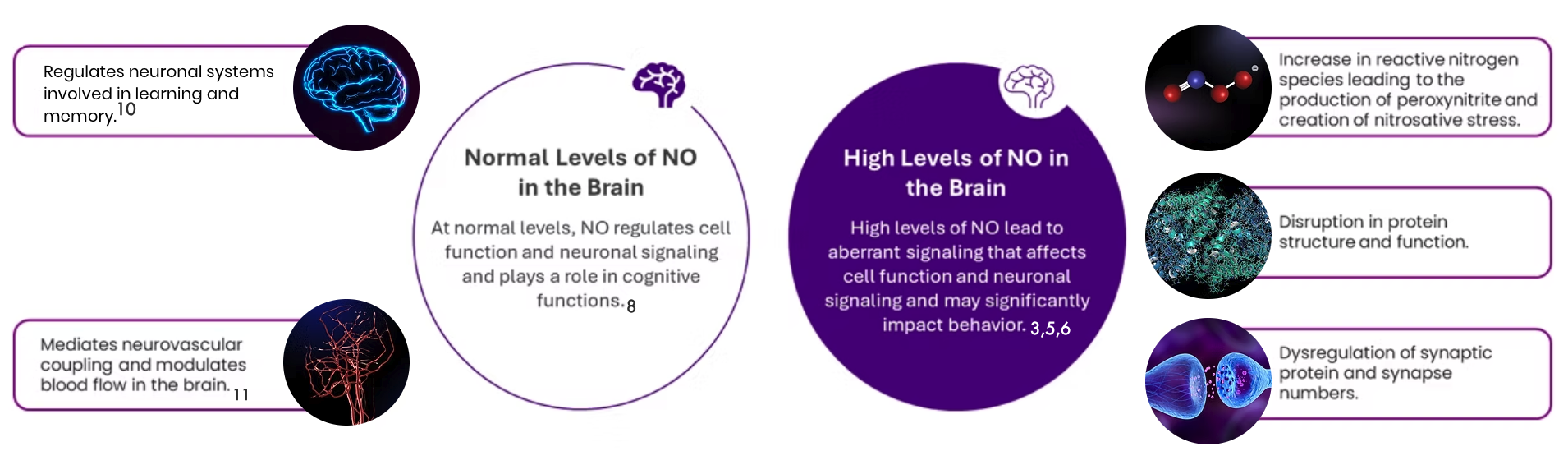 The Role of Nitric Oxide The Role of Nitric Oxide